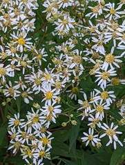 Doellingeria umbellata