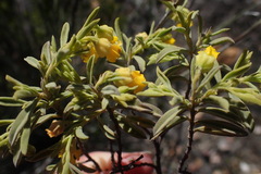 Hermannia odorata