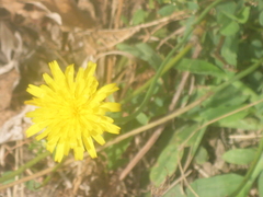 Hypochaeris radicata