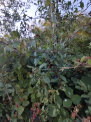 Prunus spinosa