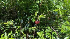 Neurothemis fulvia