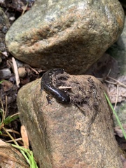 Ambystoma laterale