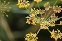 Hippodamia variegata