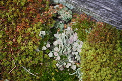 Cladonia