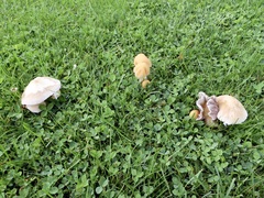 Candolleomyces