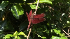 Neurothemis fulvia