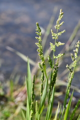 Beckmannia syzigachne