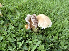 Candolleomyces