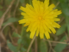 Hypochaeris radicata