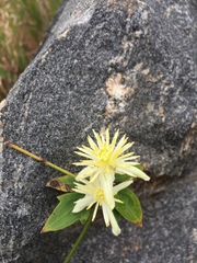 Clematis montevidensis