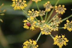 Hippodamia variegata