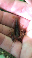 Cambarus bartonii