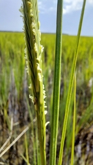 Sporobolus alterniflorus