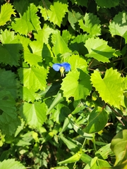Commelina communis