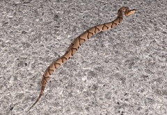 Agkistrodon contortrix