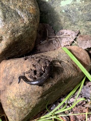 Ambystoma laterale