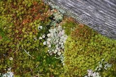 Cladonia