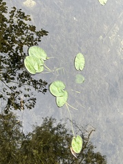 Nuphar variegata