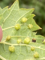Daktulosphaira vitifoliae