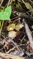 Gymnopus