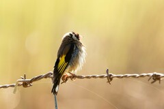Carduelis carduelis britannica