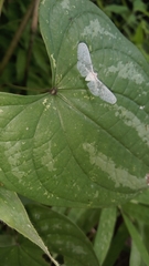 Scopula umbilicata