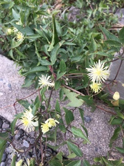 Clematis montevidensis