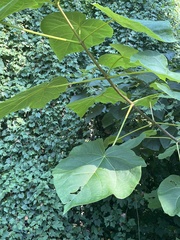 Catalpa