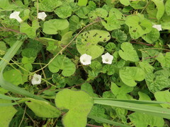 Ipomoea lacunosa