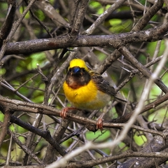Ploceus philippinus