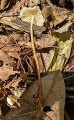 Gymnopus