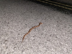 Agkistrodon contortrix