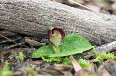 Corybas despectans