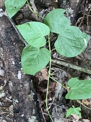 Dioscorea villosa