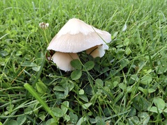 Candolleomyces