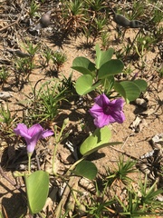 Ipomoea pes-caprae