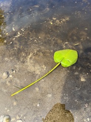 Nuphar variegata