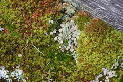 Cladonia