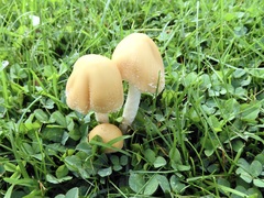 Candolleomyces