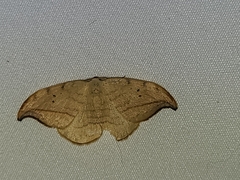 Drepana arcuata
