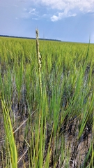 Sporobolus alterniflorus