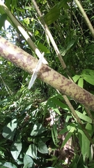 Scopula umbilicata