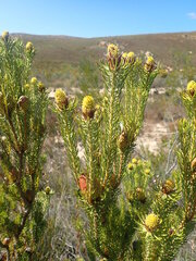 Leucadendron teretifolium