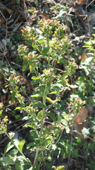 Pentanema squarrosum