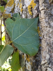 Populus nigra