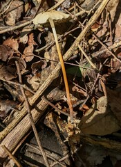 Gymnopus