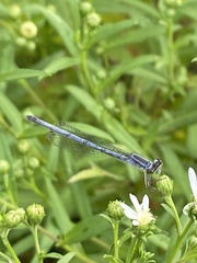 Ischnura