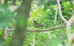 Copsychus malabaricus