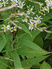 Doellingeria umbellata