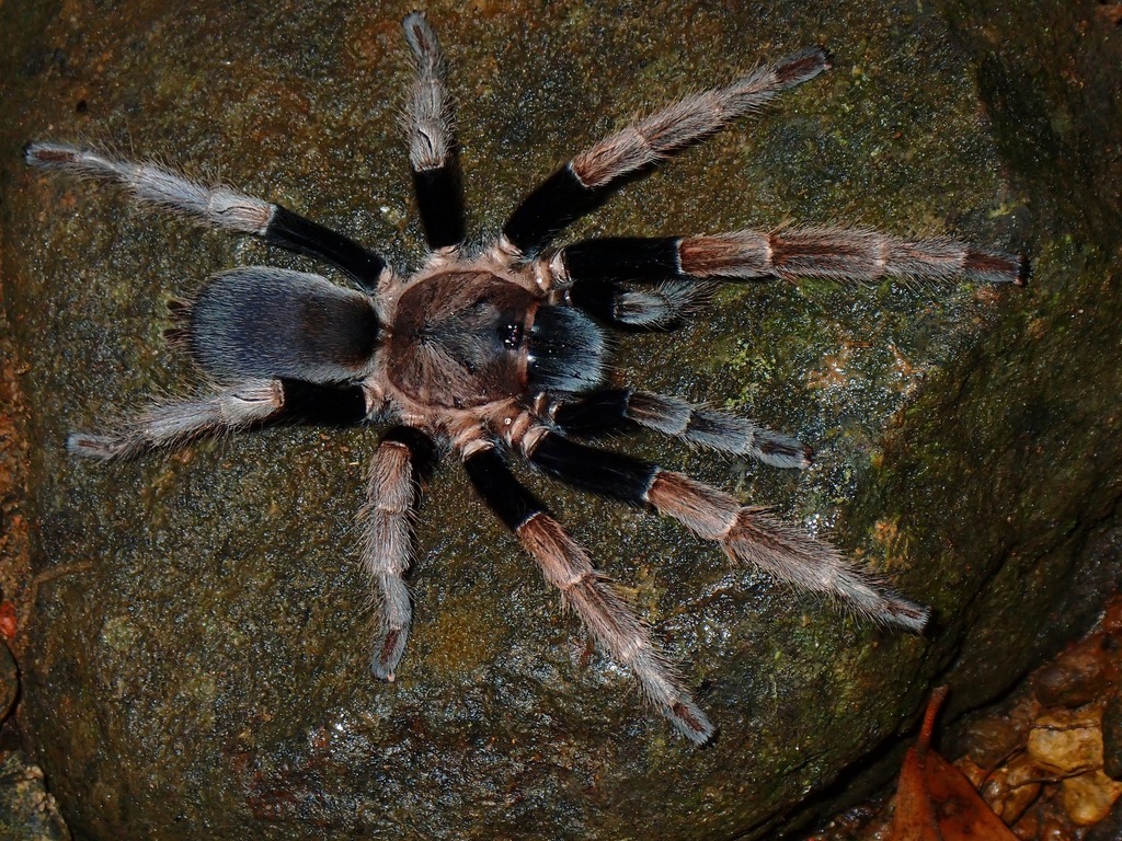 AsiaPacific Tarantulas from Palawan, Philippines on August 26, 2022 at